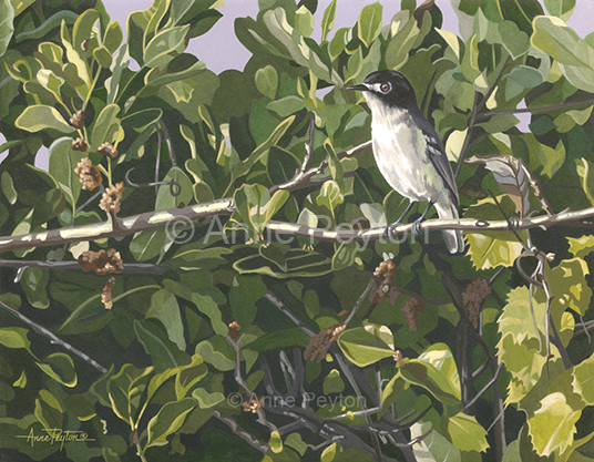 Balcones Black-capped